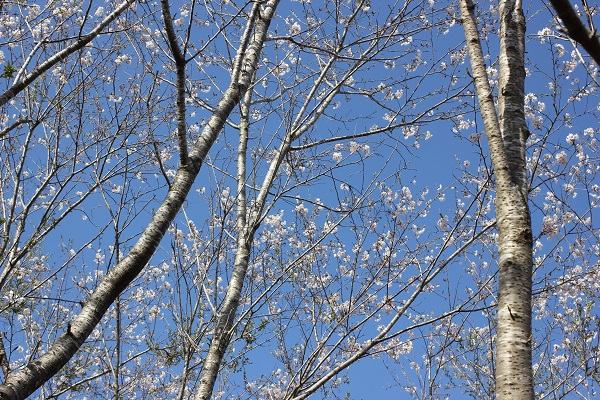 ソメイヨシノの若い木に花が咲いてる様子の写真