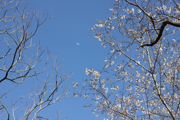 ソメイヨシノの花と空、朧月夜の写真
