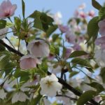 白とピンクの花が一緒に咲いてる桜の写真
