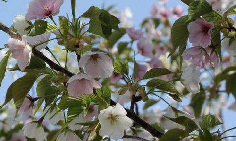 白とピンクの花が一緒に咲いてる桜の写真