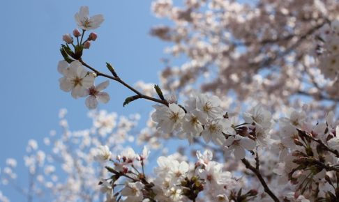 美しいソメイヨシノの花の写真