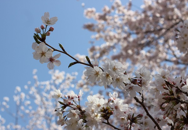 美しいソメイヨシノの花の写真