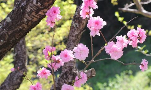 公園で見かけた花桃の写真