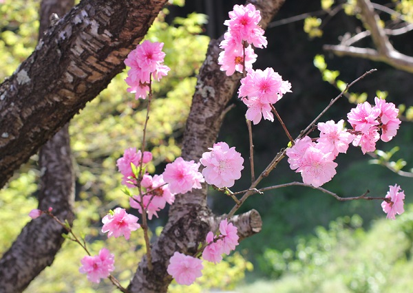 公園で見かけた花桃の写真