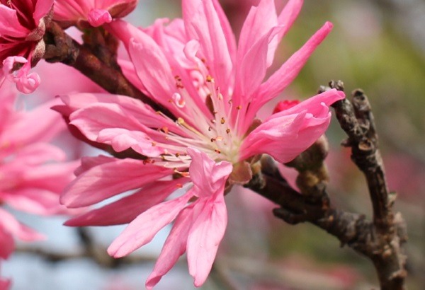 キクモモ（菊桃）の花のアップ写真