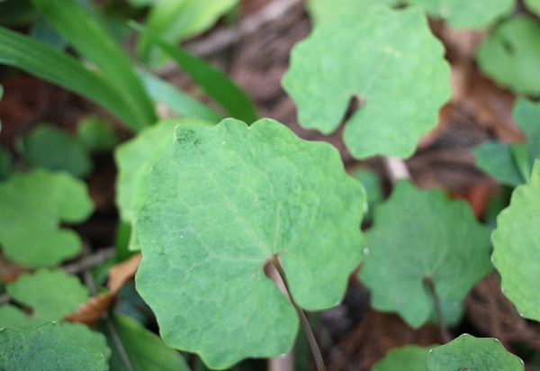 シラユキゲシ（スノーポピー）の葉の写真
