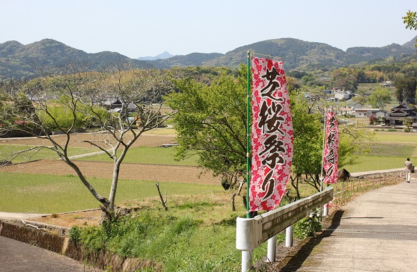 「芝桜祭り」ののぼりの写真