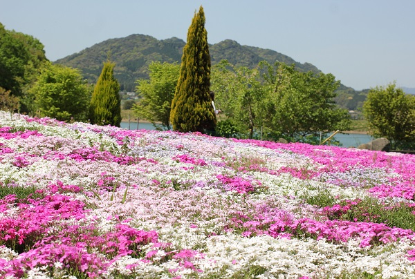 志田フラワー園の芝桜まつり、芝桜と風景写真