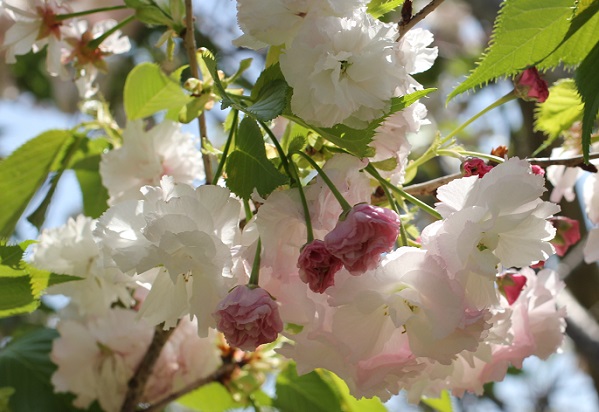 ショウゲツ（松月）、枝から蕾や花が咲いてる様子の写真