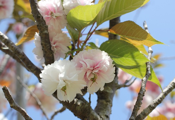 美しい八重桜 ６種類 優しい雨