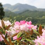 大山しゃくなげ園、山とシャクナゲの花の写真