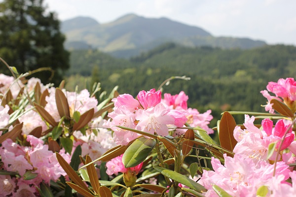 大山しゃくなげ園、山とシャクナゲの花の写真