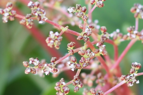 ピレア・ぺぺロミオイデスの花のアップ写真