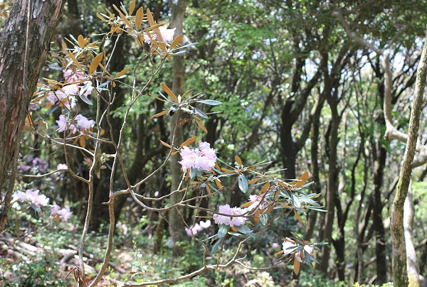 山の中に咲いているツクシシャクナゲ。