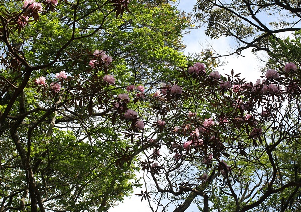 大きなツクシシャクナゲの木の写真