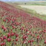 諫早湾中央干拓地で咲いているクリムソンクローバーの群生