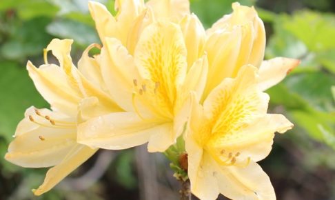 黄色いツツジ、キレンゲツツジの花の写真