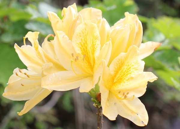 黄色いツツジ、キレンゲツツジの花の写真