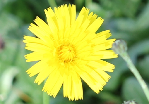 ブタナの花のアップ写真