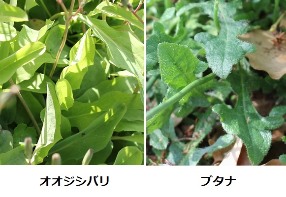 「オオジシバリ」と「ブタナ」の葉の比較写真