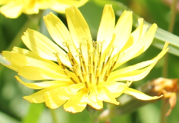 オオジシバリの花のアップ写真