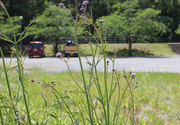 空き地に咲いてるアレチハナガサ(荒地花傘)の写真