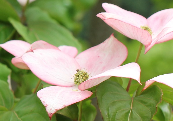 ピンクの花を咲かせるヤマボウシ　ベニバナヤマボウシの写真
