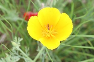 黄色いハナビシソウの花のアップ写真
