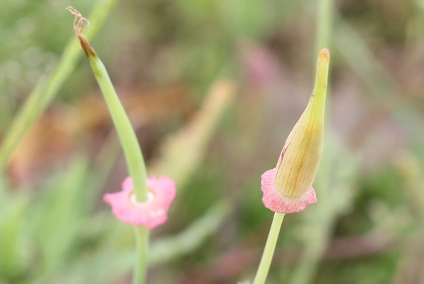 花菱草（ハナビシソウ）、開花後と蕾の写真