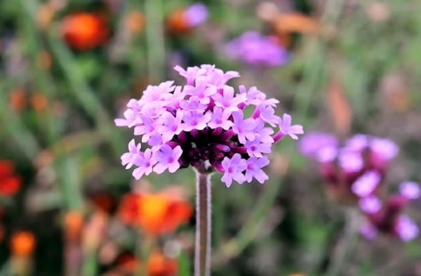 ヤナギハナガサ（柳花笠）の花の写真