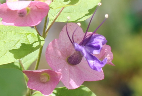 チャイニーズハットの花のアップ写真