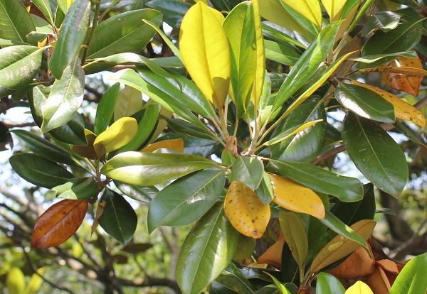タイサンボク（泰山木）の葉の写真