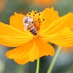 キバナコスモスの花と蜂