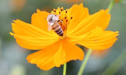 キバナコスモスの花と蜂