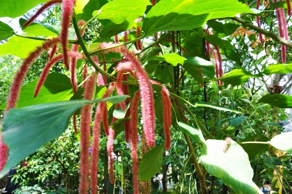 ベニヒモノキ（紅紐の木）、花が咲いてる様子の写真