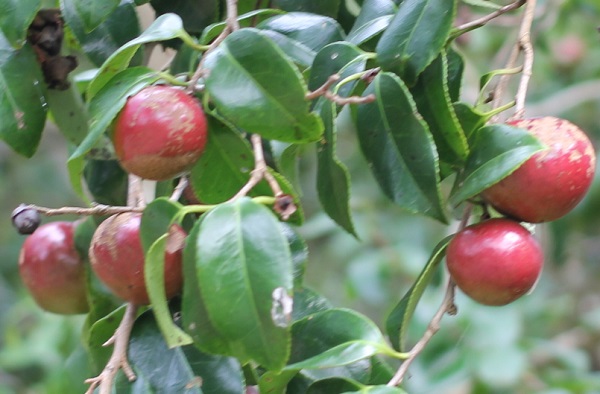 ヤブツバキの赤い実の写真