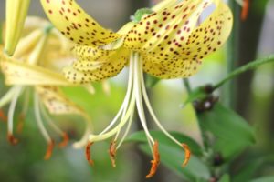 黄金鬼百合（オウゴンオニユリ）の花の写真