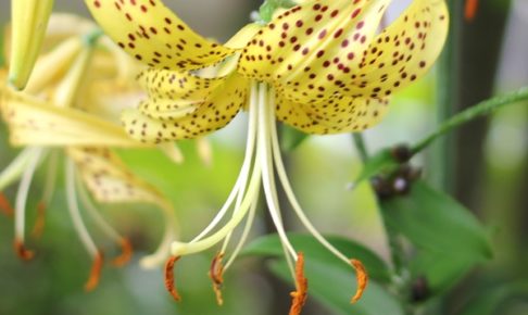 黄金鬼百合（オウゴンオニユリ）の花の写真