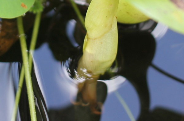 ホテイアオイ(ホテイソウ)、花茎が曲がって先端を水中につっこんだ様子の写真