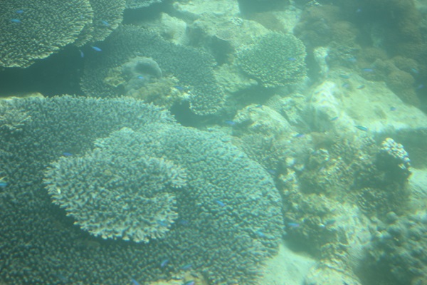 竹の子島周辺の海底の様子、イソギンチャクやサンゴ、魚