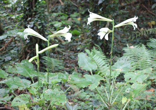 林道に咲いていたウバユリ（姥百合）の花の写真