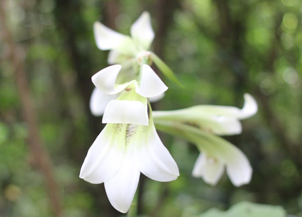 ウバユリ（姥百合）の花のアップ写真
