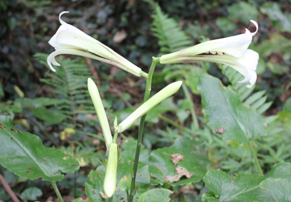 ウバユリ（姥百合）の花の写真