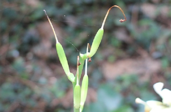 ウバユリ（姥百合）の花後の写真