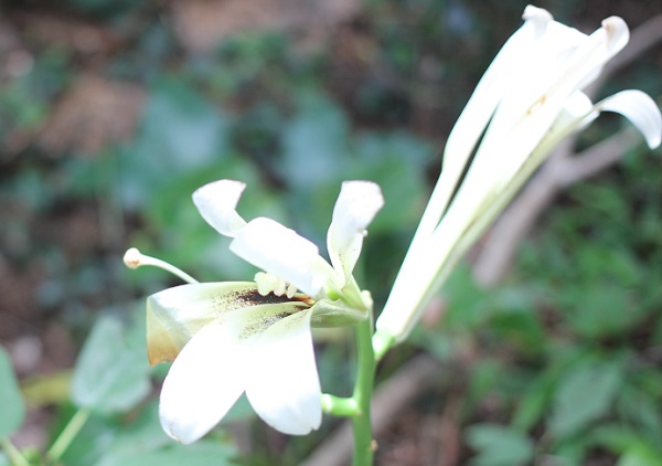 山に咲く姥百合（ウバユリ）の花