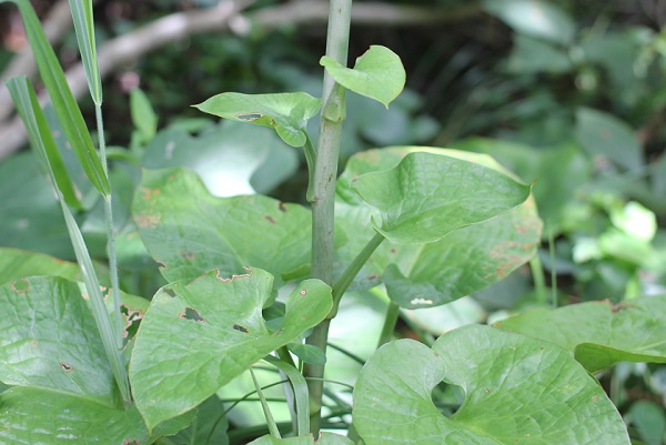 ウバユリ（姥百合）の茎と葉の写真