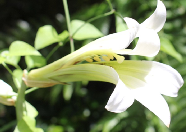 ウバユリ（姥百合）の花のアップ、雄しべや雌しべの写真