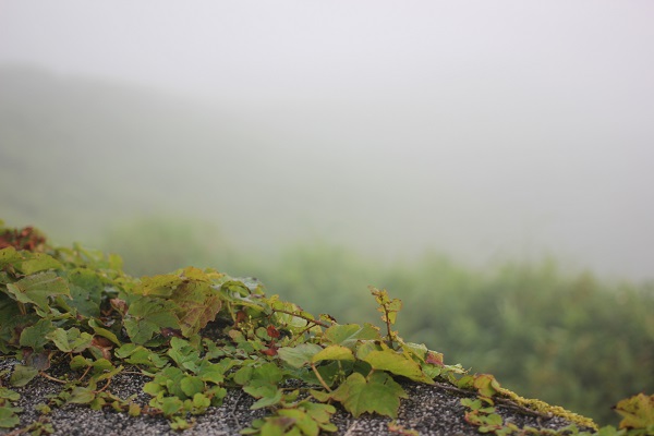 霧と植物の写真