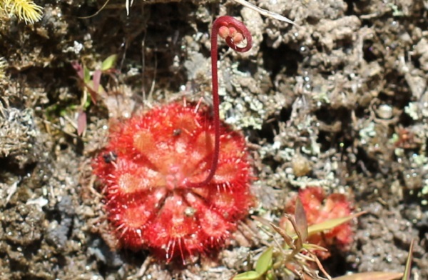 くるくるとした花序のコモウセンゴケのアップ写真