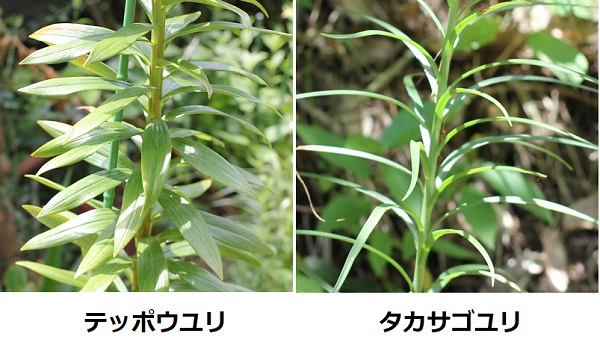 テッポウユリ（鉄砲百合）とタカサゴユリ（高砂百合）の葉の比較写真